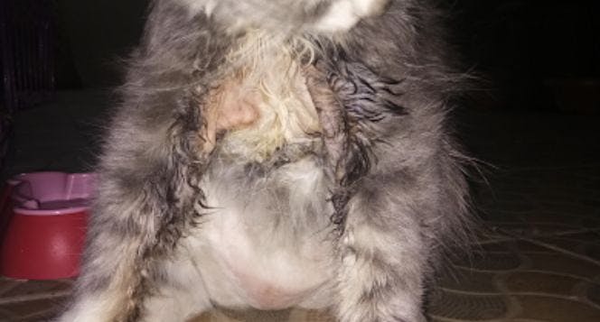 infectious peritonitis