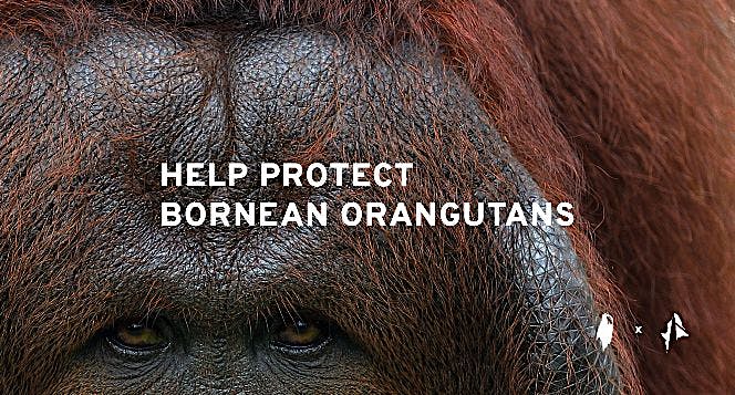 Help Protect Bornean Orangutans