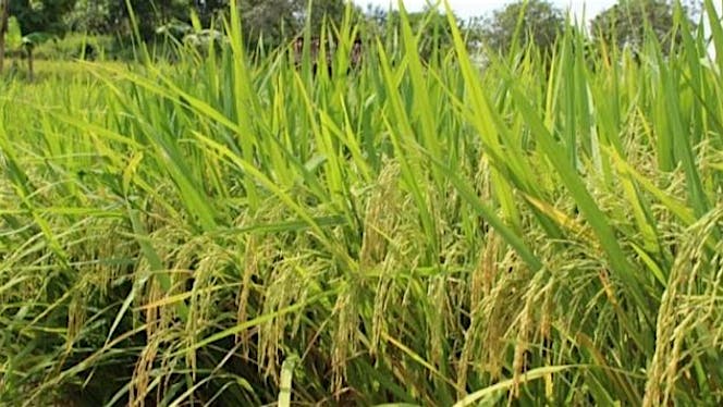 Wakaf Sawah Produktif