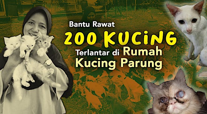 Bantu Rawat 200 Kucing Terlantar