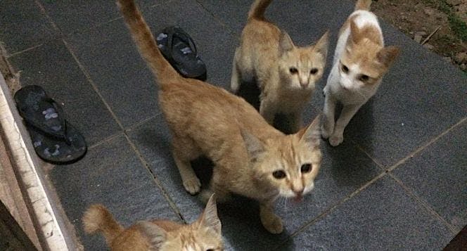 Beri Makan Kucing Liar/ Terlantar Secara Rutin