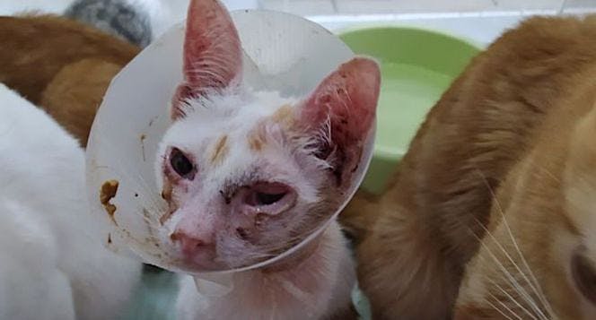 Warga RawaSengon Bantu 1000 Kucing Kelaparan
