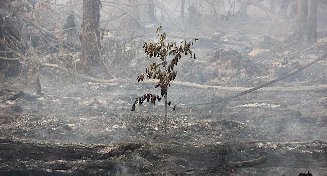 Selamatkan Hutan, Selamatkan masa depan