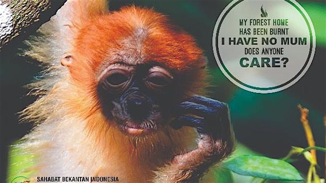 Selamatkan Bekantan dari Kepunahan