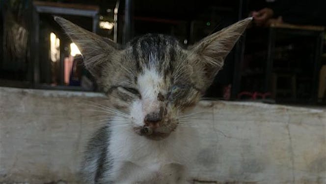 Kucing gelandangan mampu hidup layak