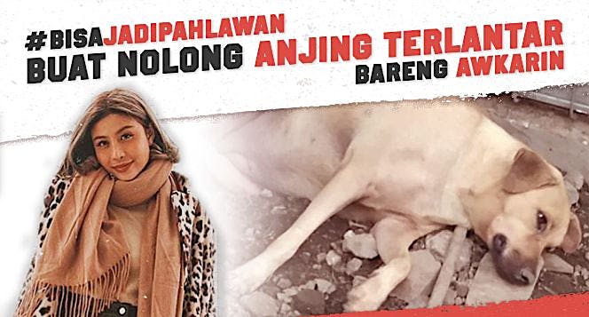 #BisaNolongHewan bersama Awkarin