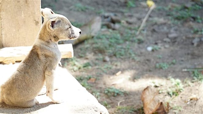 Selamatkan Anjing Kucing Bali dari Penelantaran