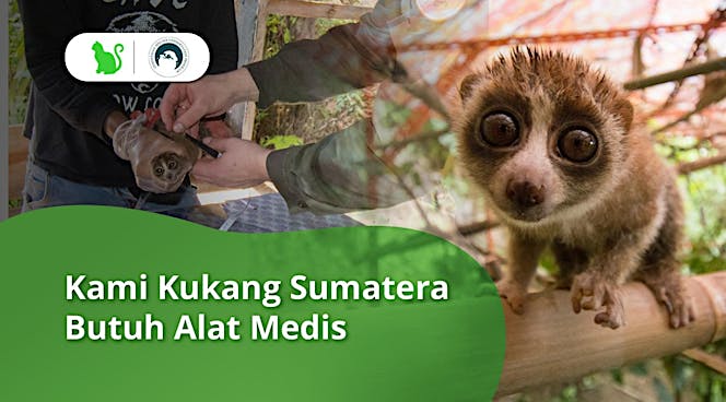 Selamatkan Kukang Sumatra dari Eksploitasi Hewan