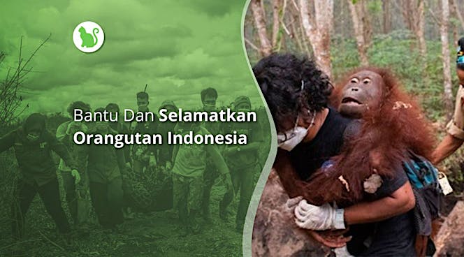 Bantu dan Selamatkan Orangutan Indonesia