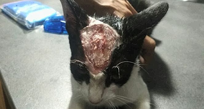 bantu biaya pengobatan kucing terkena jamur basah