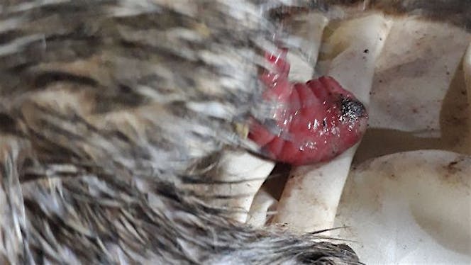 untuk oprasi kucing jalanan penyakit wasir