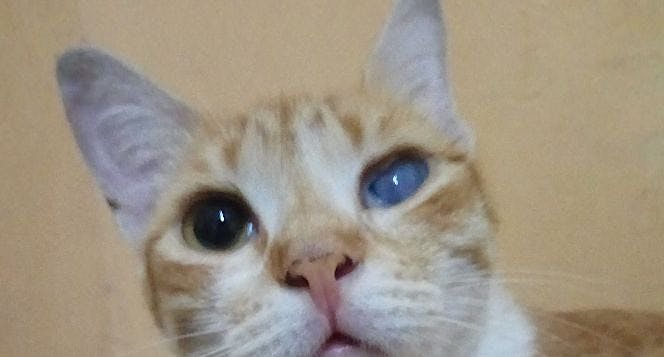 Bantu Teman-teman Mumu makan.