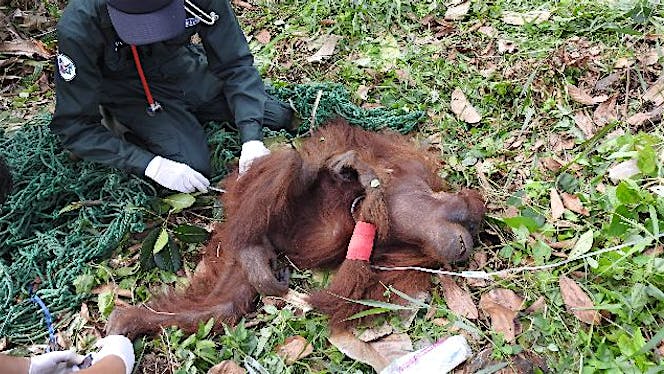 Bantu Induk dan Anak Orangutan untuk Pulih!