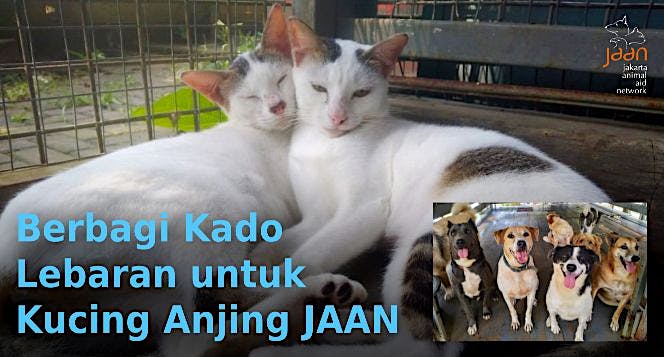 Berbagi Kado Lebaran Untuk Kucing Anjing Jaan