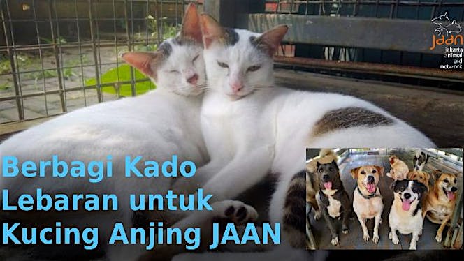 Berbagi Kado Lebaran untuk Kucing Anjing JAAN