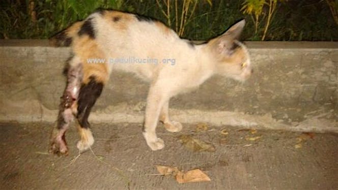 Bantu Pucil Operasi Kaki