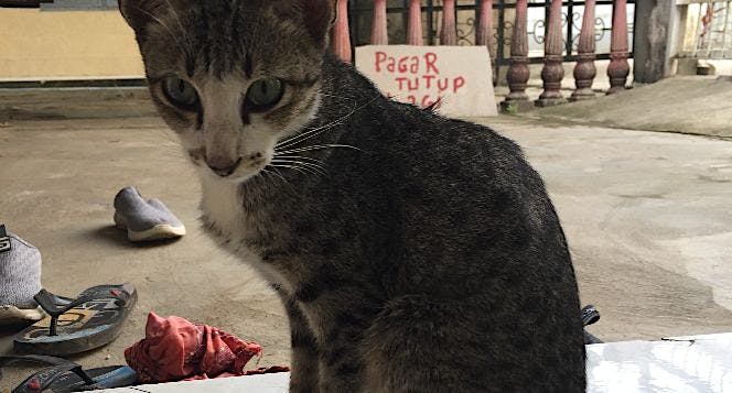 Kucing Ini Diare Lebih Seminggu Badan Mengurus