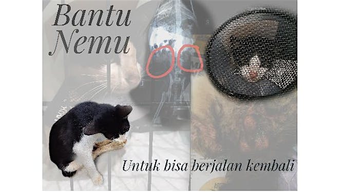 Bantu Nemu untuk bisa berjalan kembali