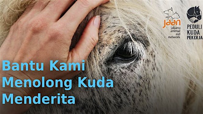 Bantu JAAN Menolong Kuda Pekerja yang Menderita