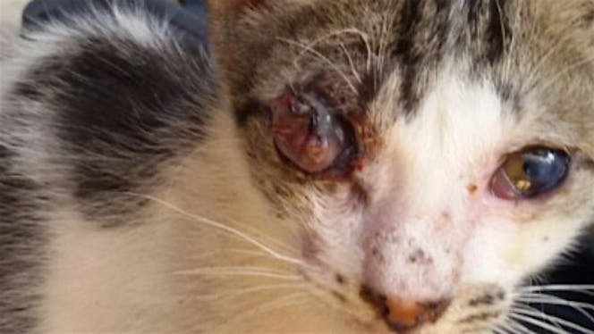 Bantu kucing malang operasi mata