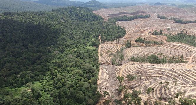 Bersama CAN Borneo Selamatkan Hutan Kalimantan