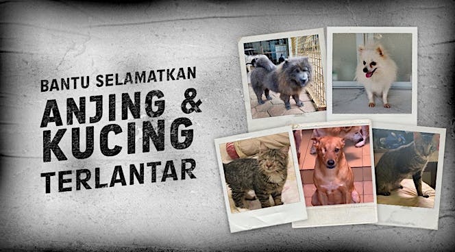 Bantu Kami Selamatkan Anjing Dan Kucing Terlantar
