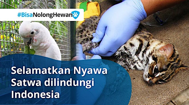 Nyawa Satwa Dilindungi Terancam, Bantu Mereka!