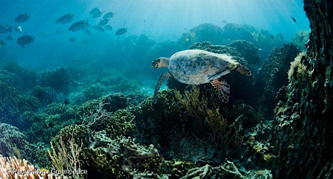 Selamatkan Laut, Pulihkan Ekosistem
