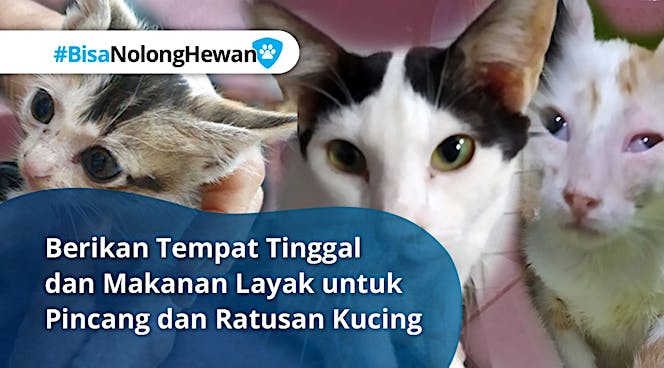 Bantu Ratusan Kucing Terlantar Sakit Bertahan