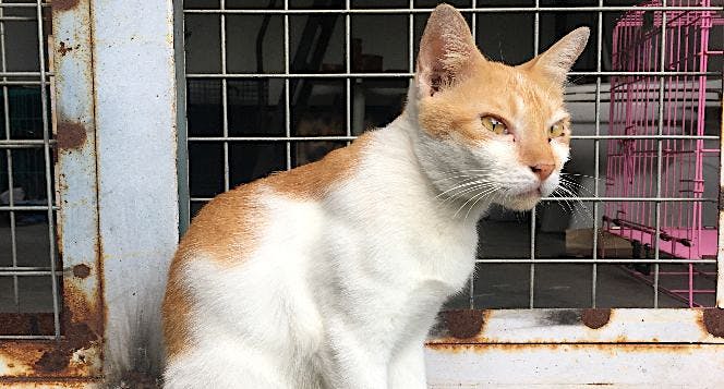 Bantu Steril Atau Kebiri Kucing Liar Di Pasar Solo