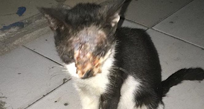 Bantu kucing kampung ini untuk pengobatan wajahnya