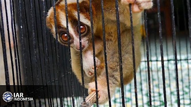Bantu dan Selamatkan Kukang Indonesia