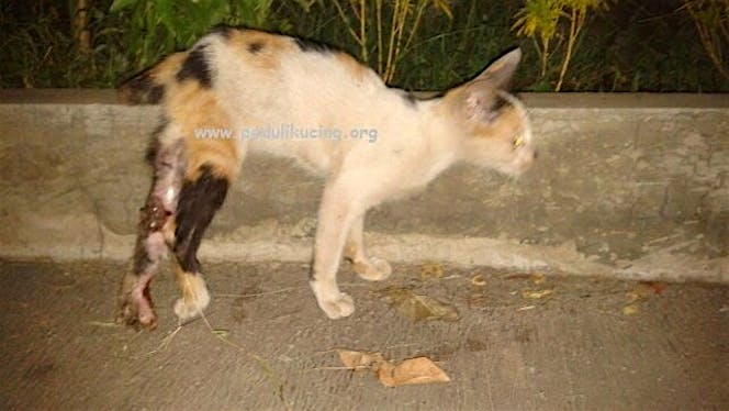 Bantu Desi Sembuh dari patah tulang
