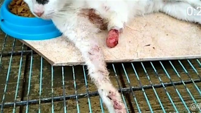 Bantu kucing rescue jalanan yg sakit dan terlantar
