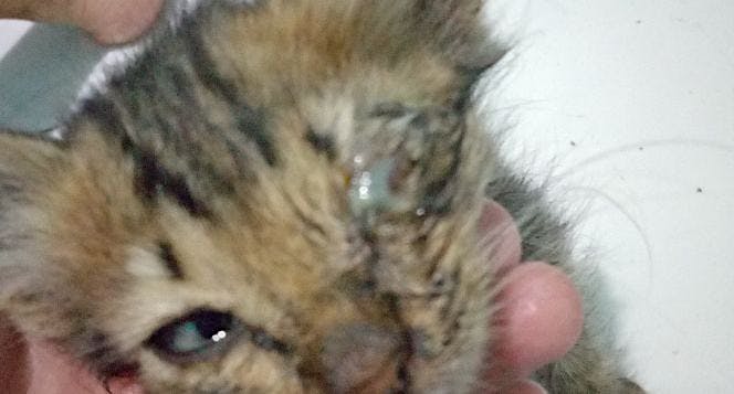 Bantu kucing mengobati mata dan ekor tidak gerak