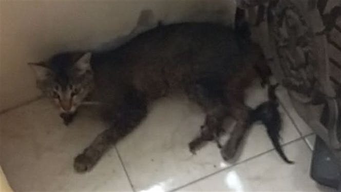 Operasi Amputasi untuk Seekor Kucing Kampung