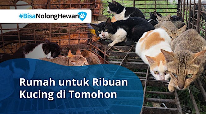 Bisanolonghewan Kucing Anjing Bukan Makanan