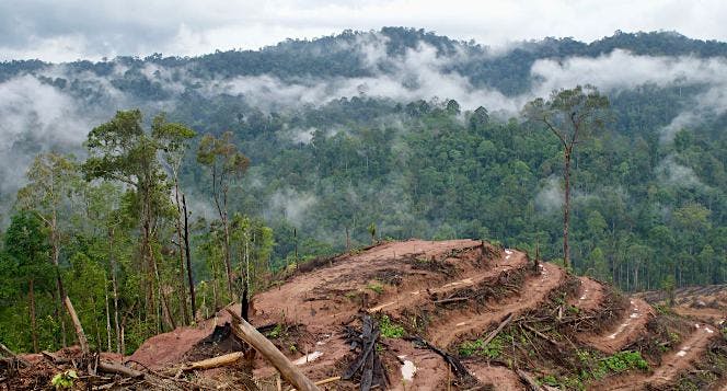 Bersama CAN Borneo Selamatkan Hutan Kalimantan