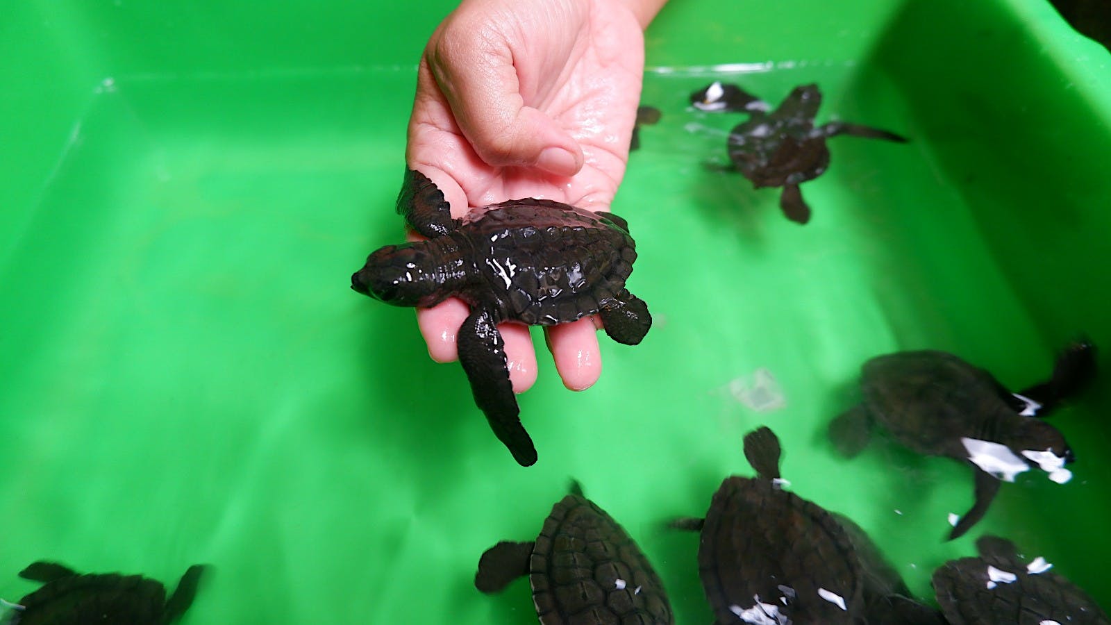 bceb10c5-2259-11ee-a5c6-4e5252a2fb22_E162121C1D700A0A.jpg?auto=compress,format&cs=tinysrgb&fm=pjpg