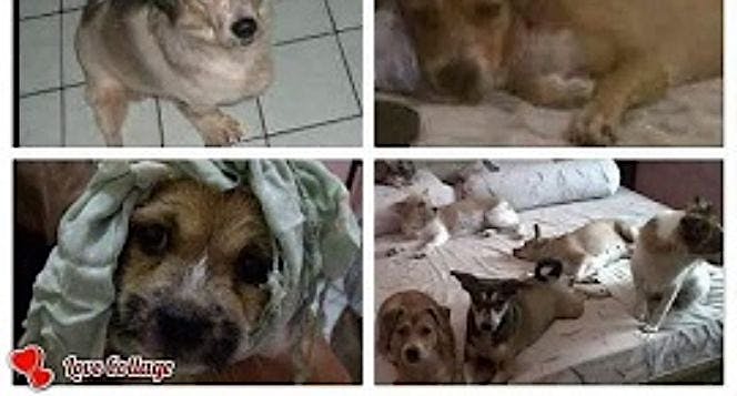 Sewa Rumah Untuk Anjing Dan Kucing Terlantar