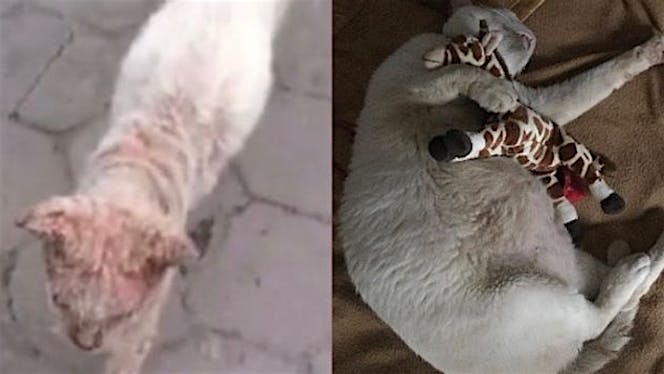 Bantu VR menolong kucing terlantar