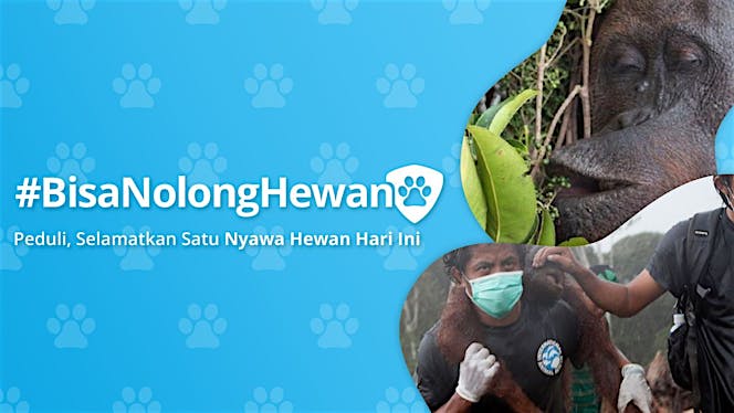 #BisaNolongHewan Bersama Kitabisa