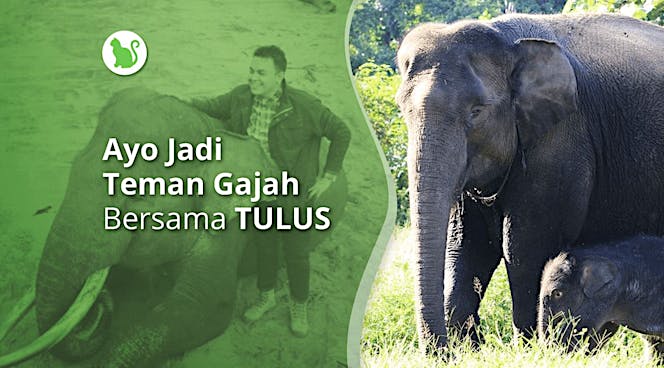Ayo Jadi Teman Gajah