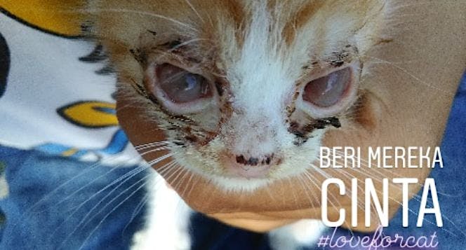 Beri Mereka Cinta