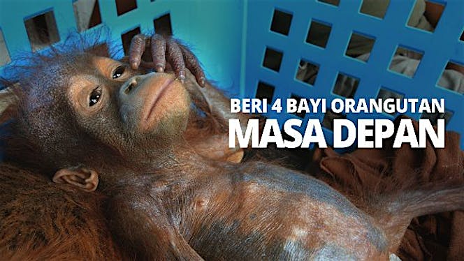 4 BAYI ORANGUTAN = 4 INDUK ORANGUTAN MATI