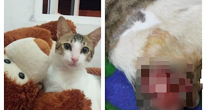 Bantu Ciwah, Kucing Jalanan yang Lumpuh