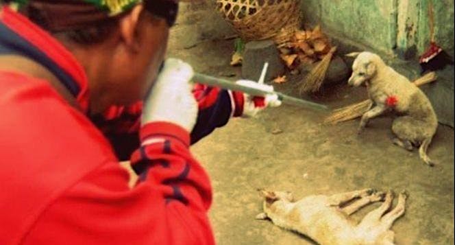 Bantu Bangun Rumah Singgah Selamatkan Anjing Bali