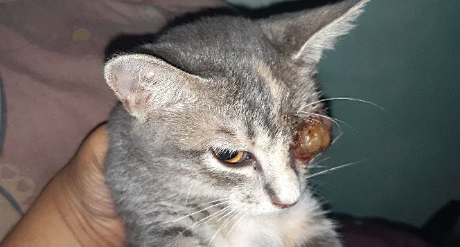 Obat Mata Kucing Tertutup Selaput Putih u2013 Belajar