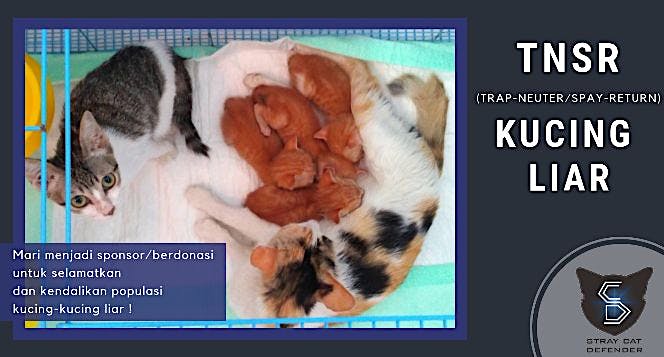 TNSR (Trap-Neuter/Spay-Return) untuk Kucing Stray