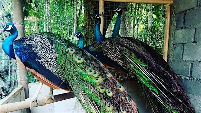 700 Gambar Burung Merak Terbaik 700 Gambar Burung Merak Terbaik